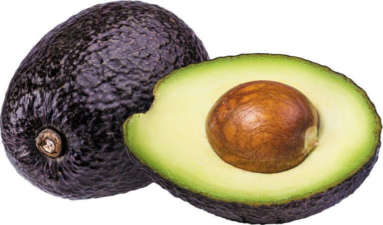 Fresh avocado for wholesale export