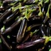 Pile of purple eggplants