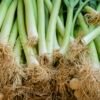 Fresh green onions with roots