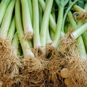 Fresh green onions with roots
