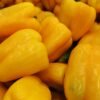 Pile of yellow bell peppers