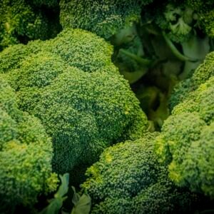 Fresh green broccoli heads