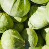 Pile of green cabbage heads