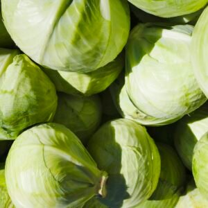 Pile of green cabbage heads