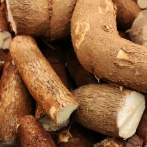 Freshly harvested cassava roots