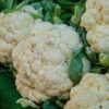 Cauliflower heads on display
