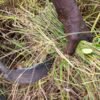 Traditional fonio harvest with a sickle in northern Benin