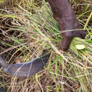 Traditional fonio harvest with a sickle in northern Benin