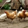 Broiler chickens raised for meat in West Africa