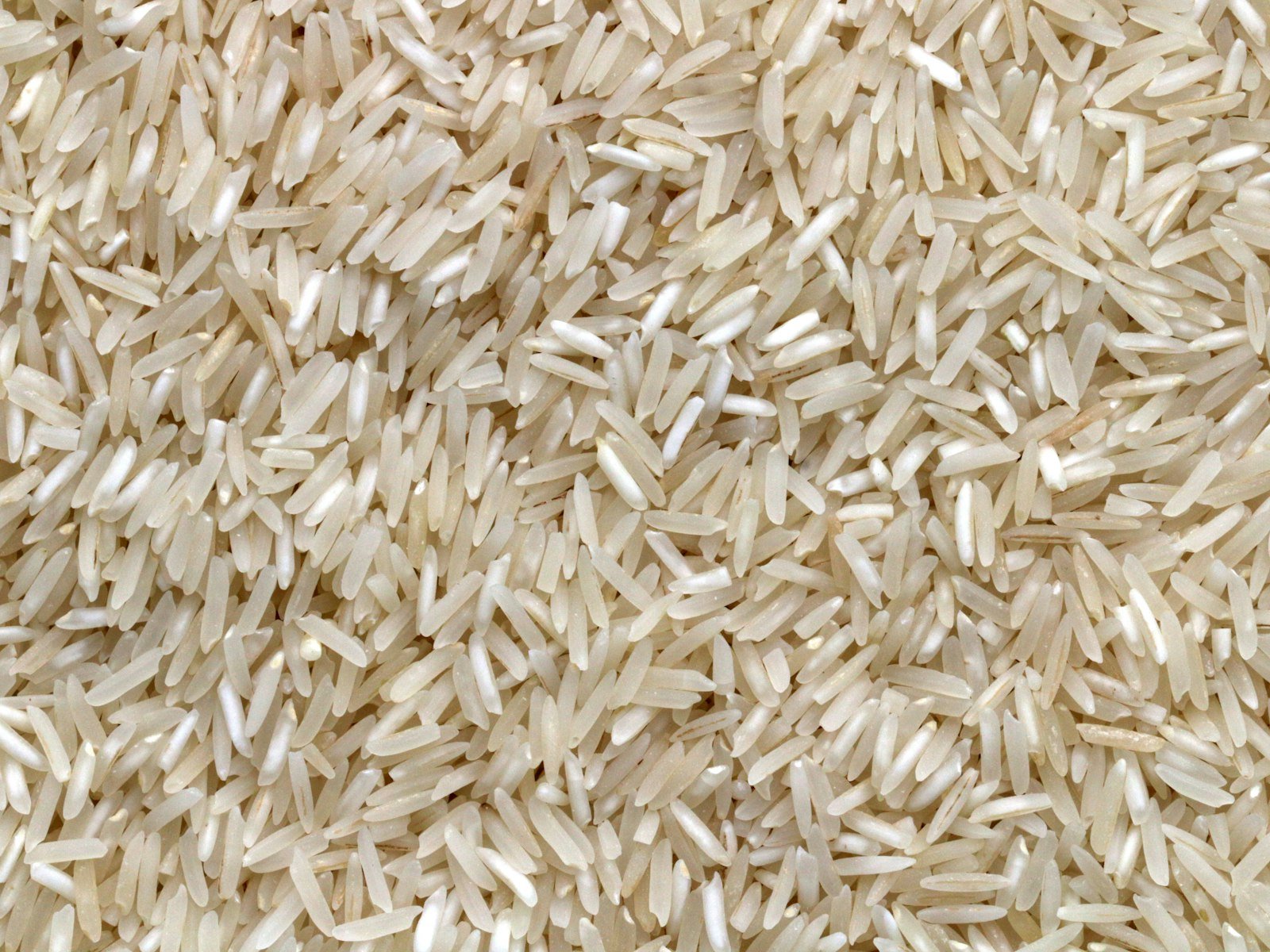 Raw rice grains