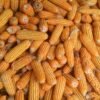 Pile of dried maize cobs