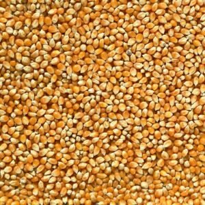 Pile of dried maize kernels