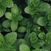 Fresh spearmint leaves