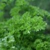 Fresh curly parsley