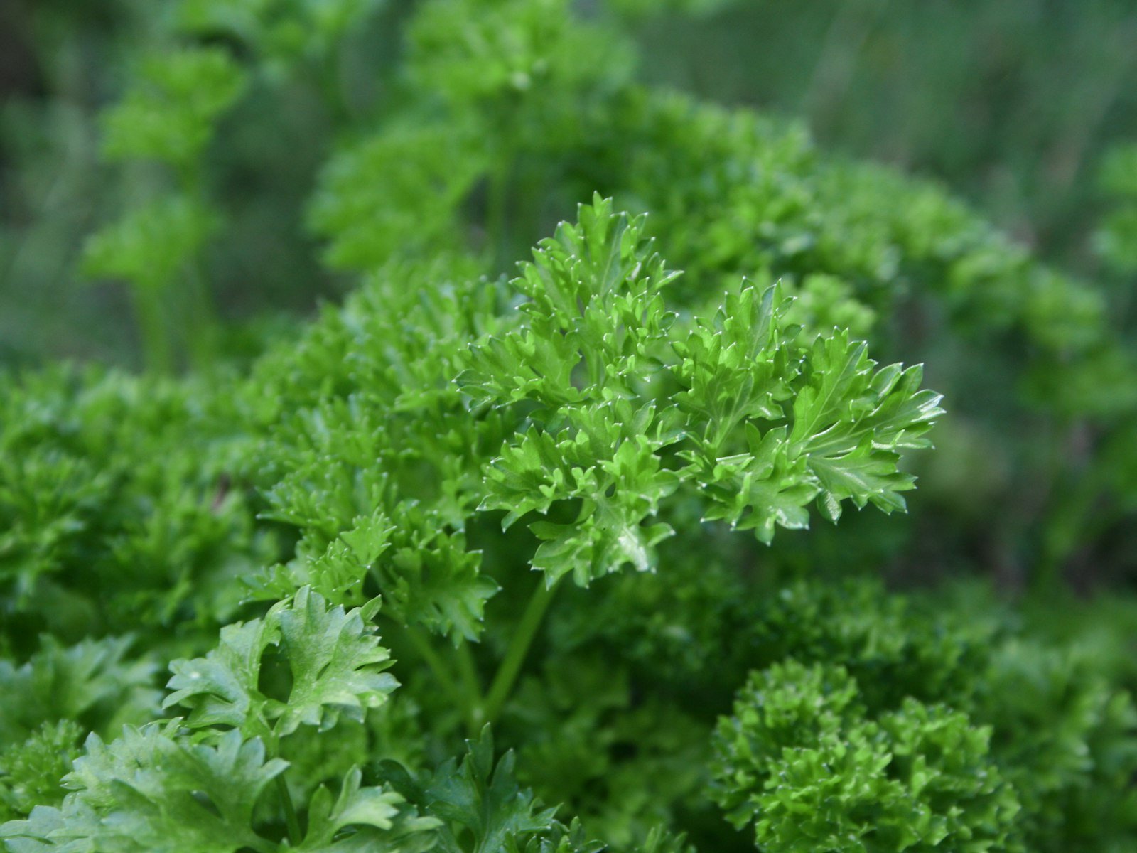 Fresh curly parsley