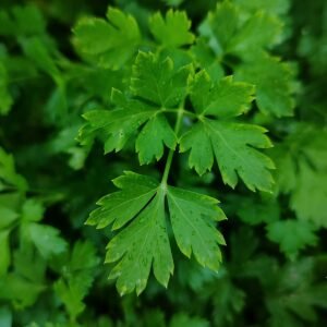 Fresh flat-leaf parsley