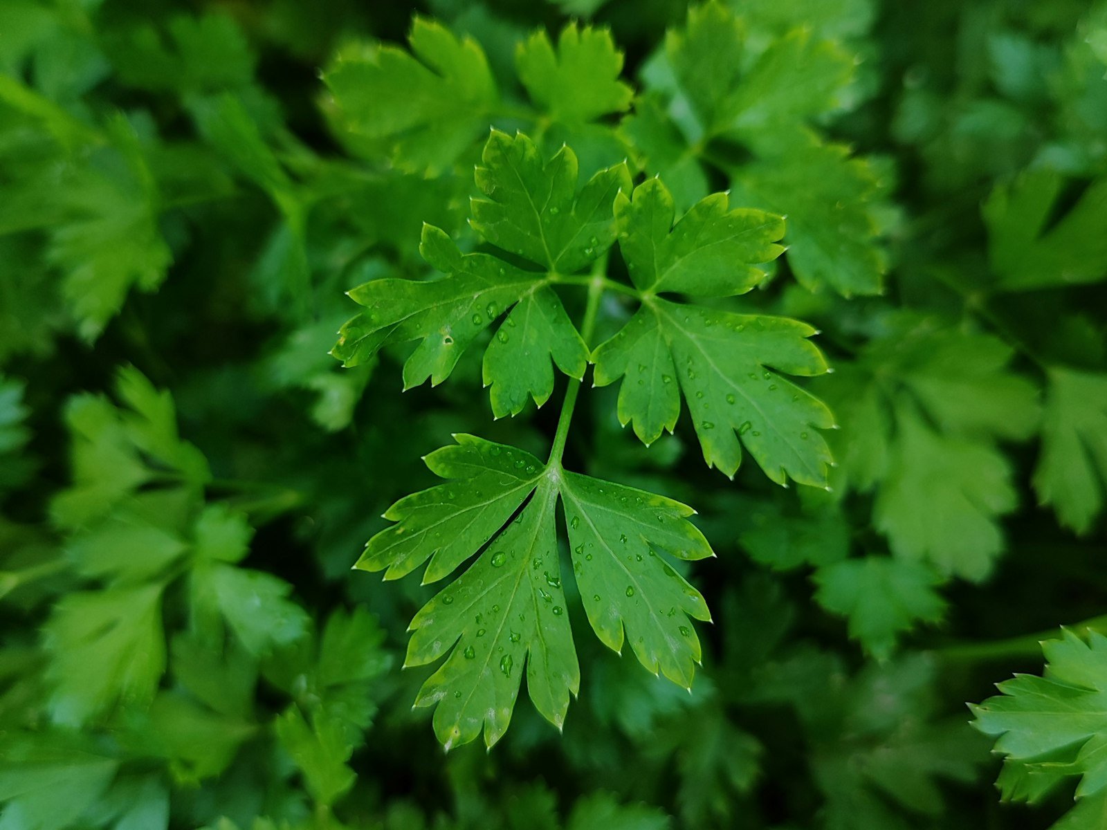 Fresh flat-leaf parsley