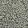 Pearl millet grains