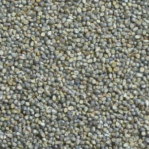 Pearl millet grains