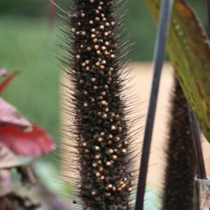 Pearl millet head in the field