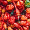 Pile of red Scotch bonnet type chili peppers
