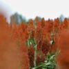 Field of ripe red sorghum