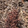 Red and white sorghum grains
