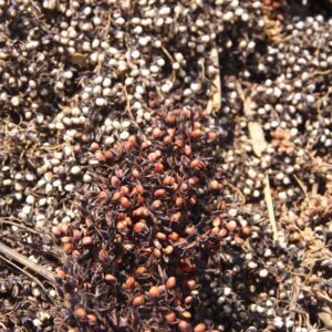Red and white sorghum grains