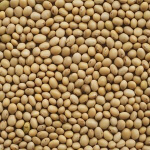 Pile of dried soybeans