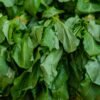 Pile of fresh leafy greens