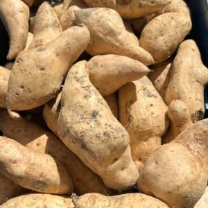 Crate of light-skinned sweet potatoes