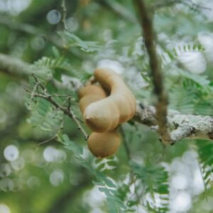 Ripe tamarind pods