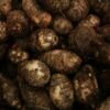 Pile of freshly harvested taro corms