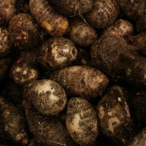 Pile of freshly harvested taro corms