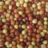 Cream and red voandzou (Bambara groundnut) seeds