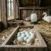 Fresh duck eggs on straw in a farm coop with white ducks