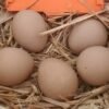 Guinea fowl eggs on straw
