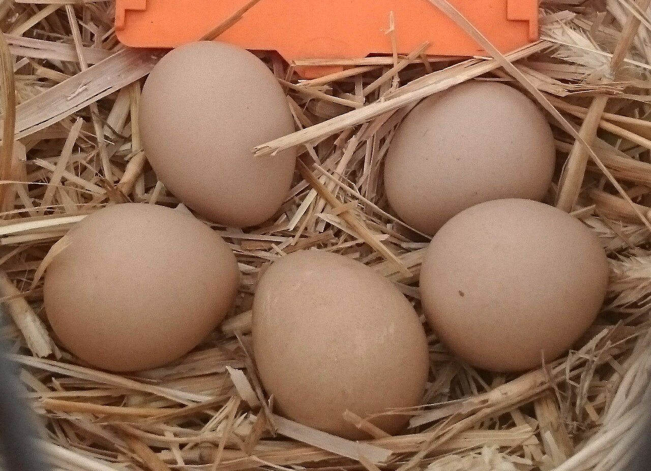 Guinea fowl eggs on straw