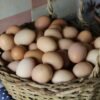 Small cream-coloured village chicken eggs in a woven basket
