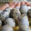 Fresh speckled quail eggs