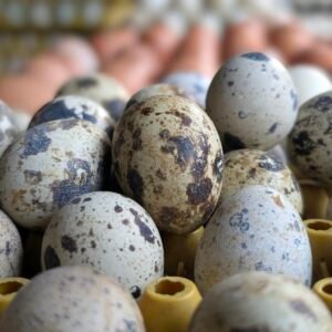 Fresh speckled quail eggs