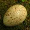 Speckled turkey egg